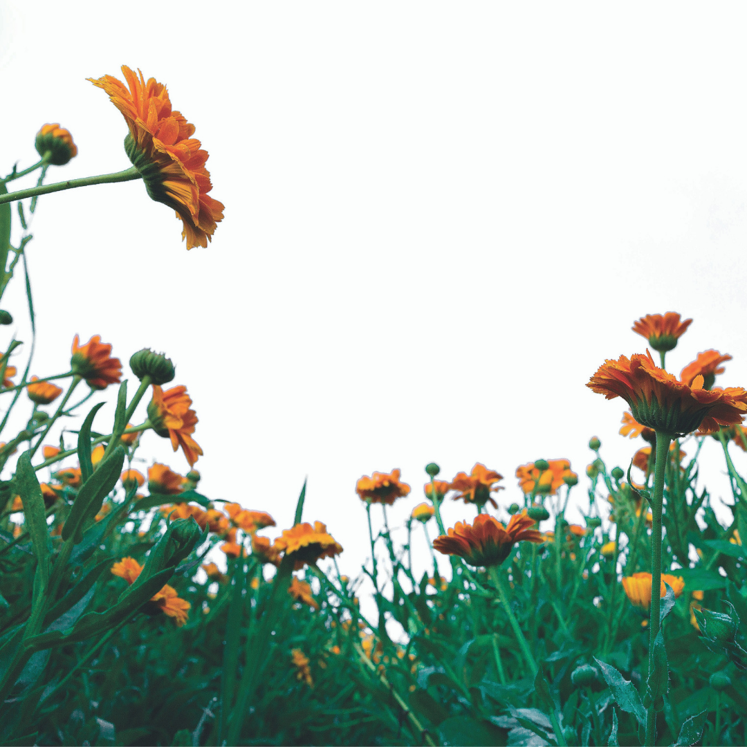Pierre Fabre Calendula