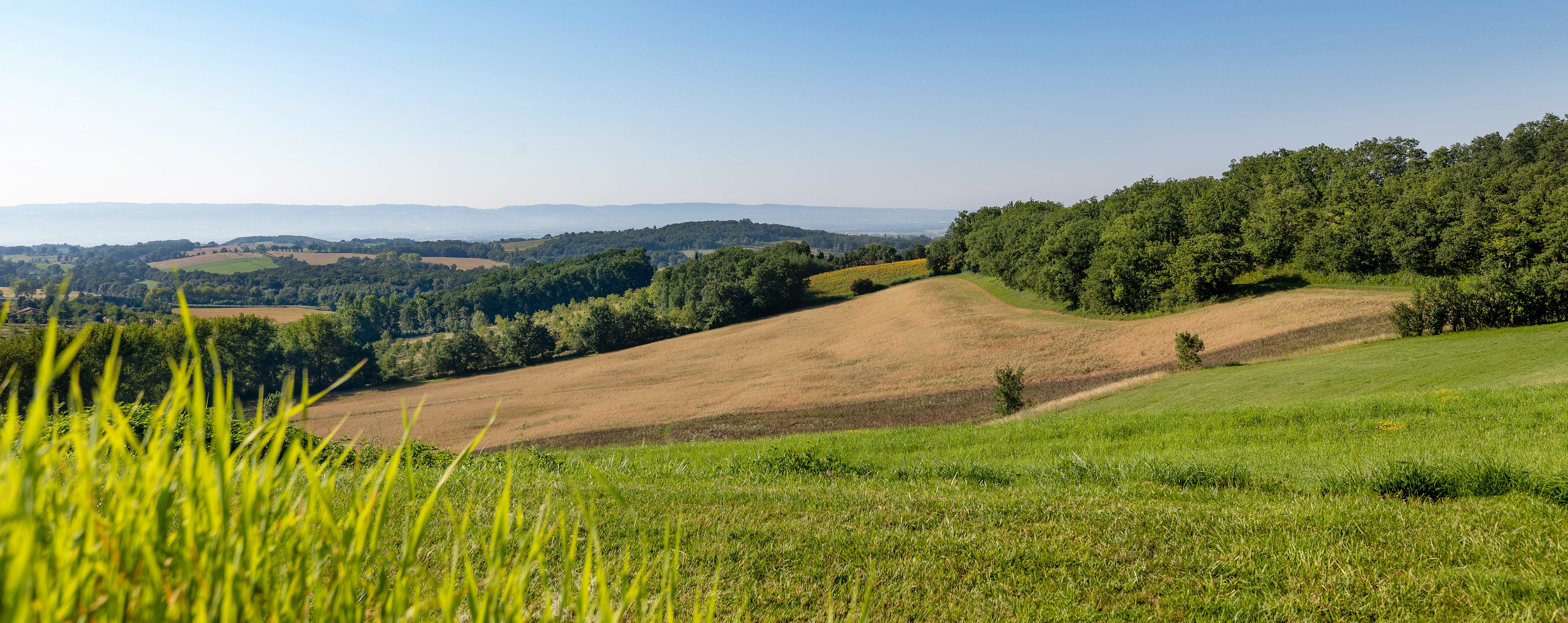 champs d'Avoine Rhealba de Puylaurens
