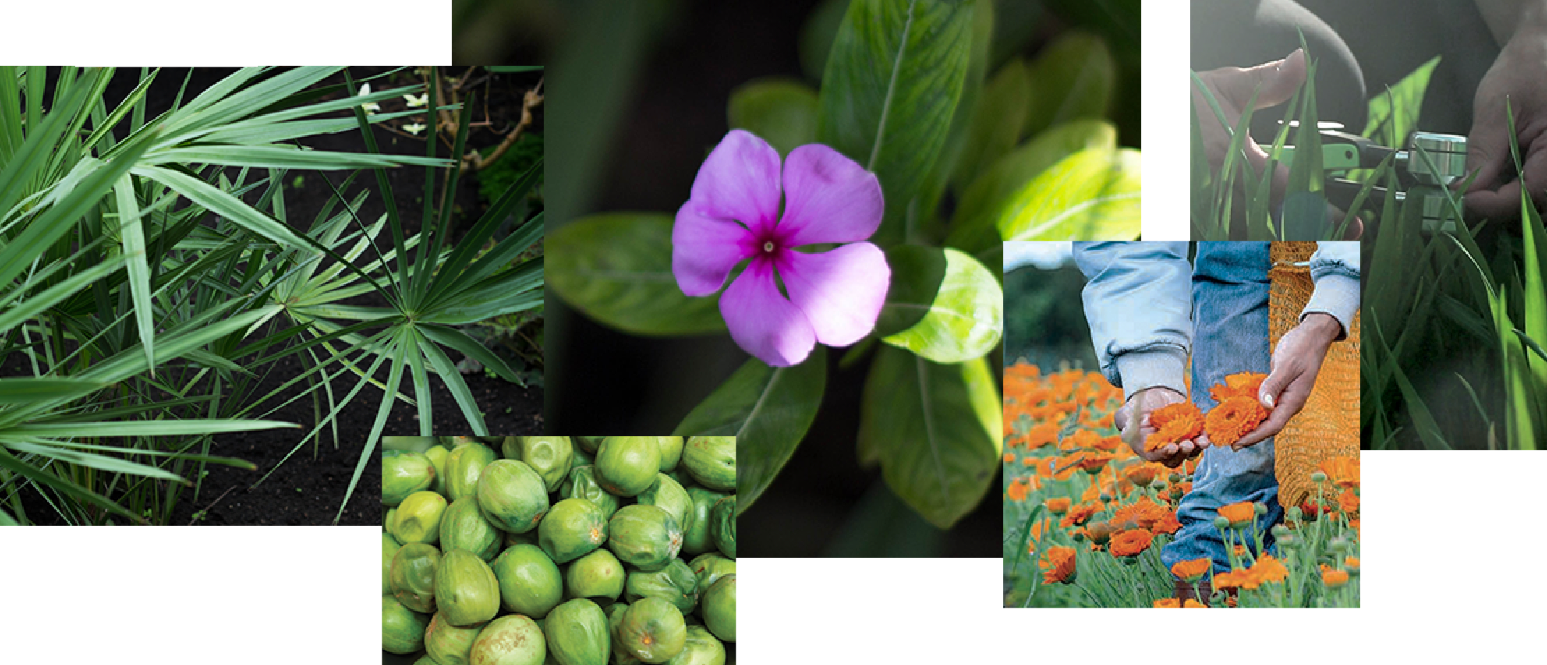 Mosaïque de plantes
