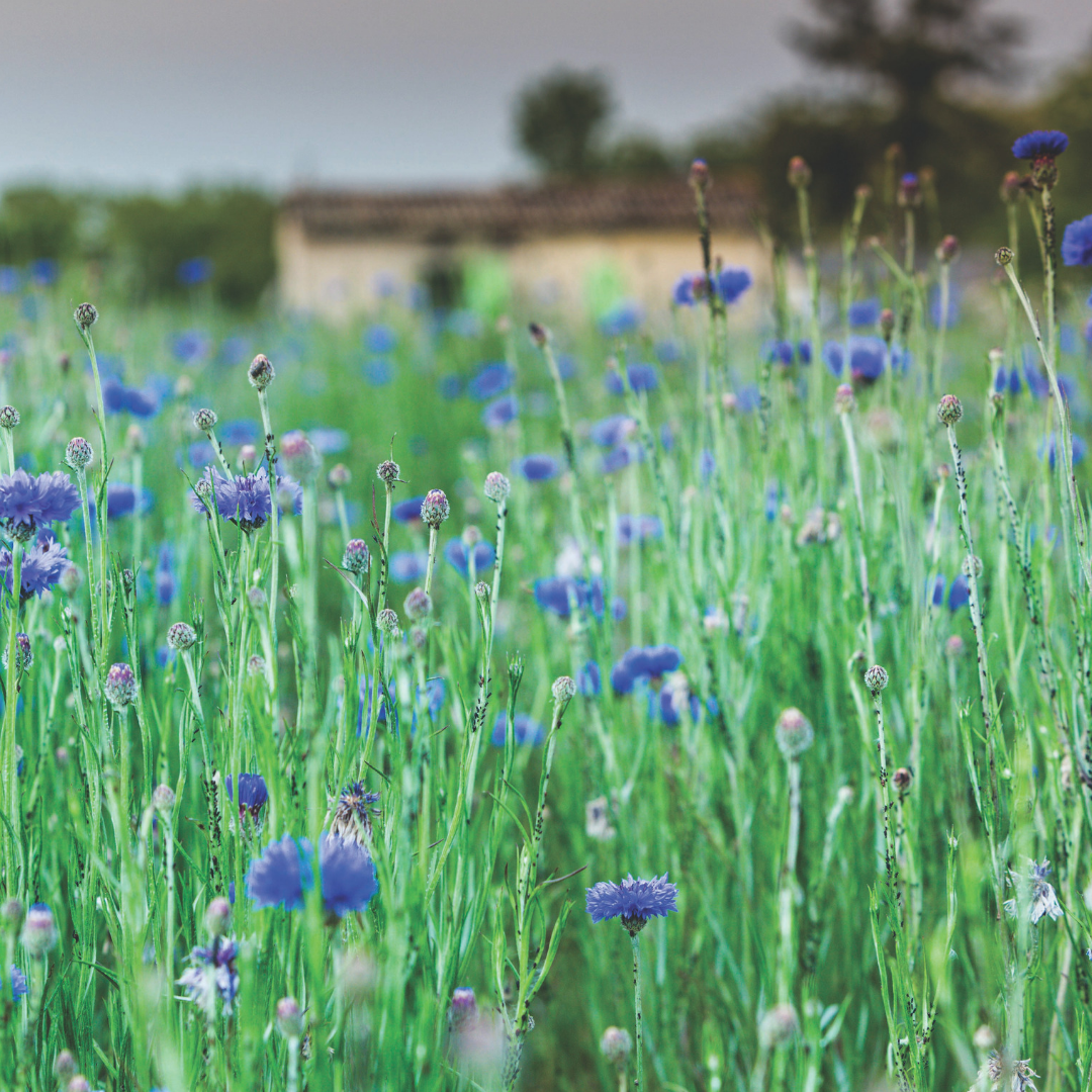 champ de bleuet