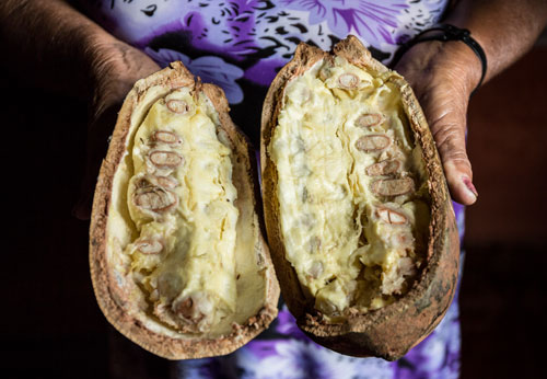 Cupuacu in Brazil
