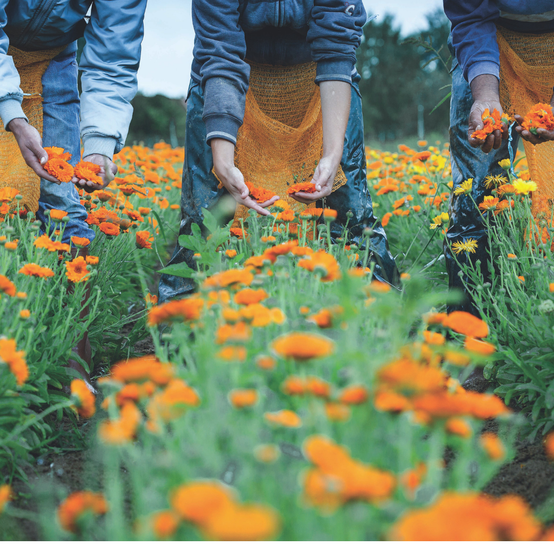 calendula trois femmes