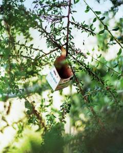 Pierre-Fabre- photo d’une biobox sur un arbre photo of a biobox on a tree