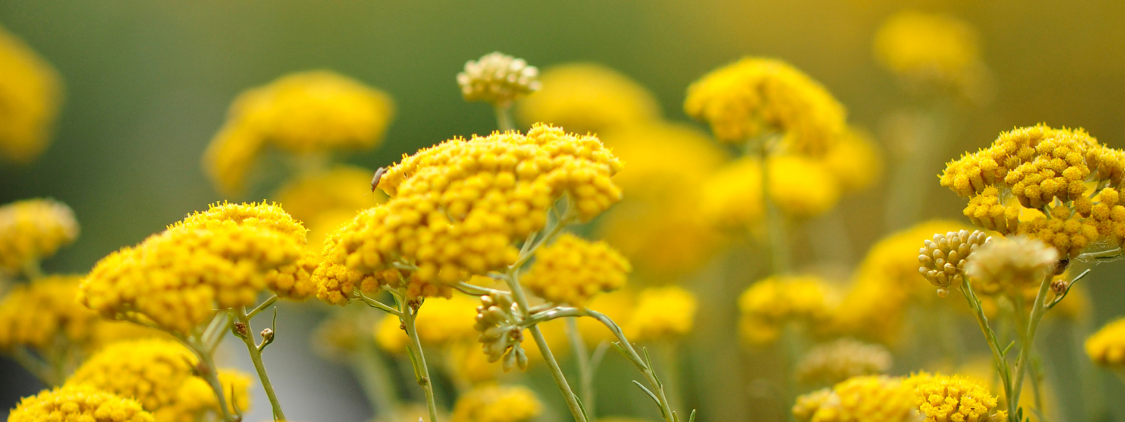 Pierre Fabre Naturactive Helychrise