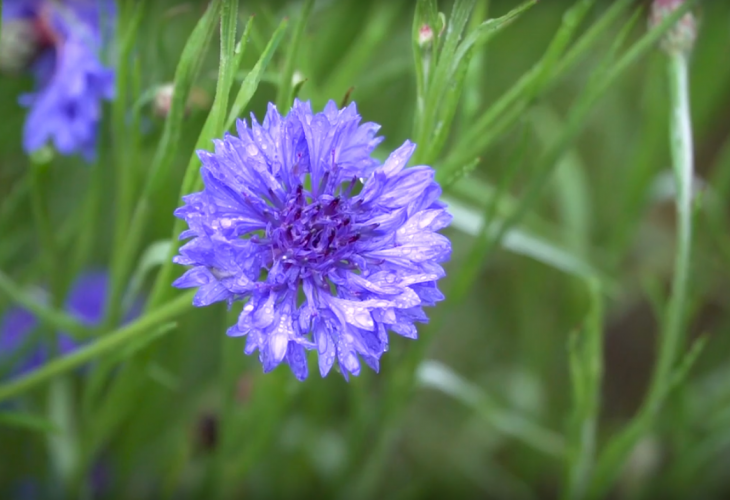 fleur bleuet