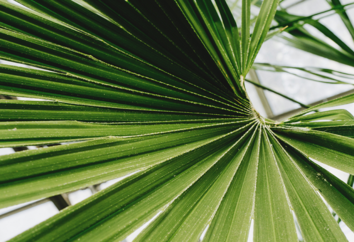 Palm tree leaf used in urology treatments by Pierre Fabre