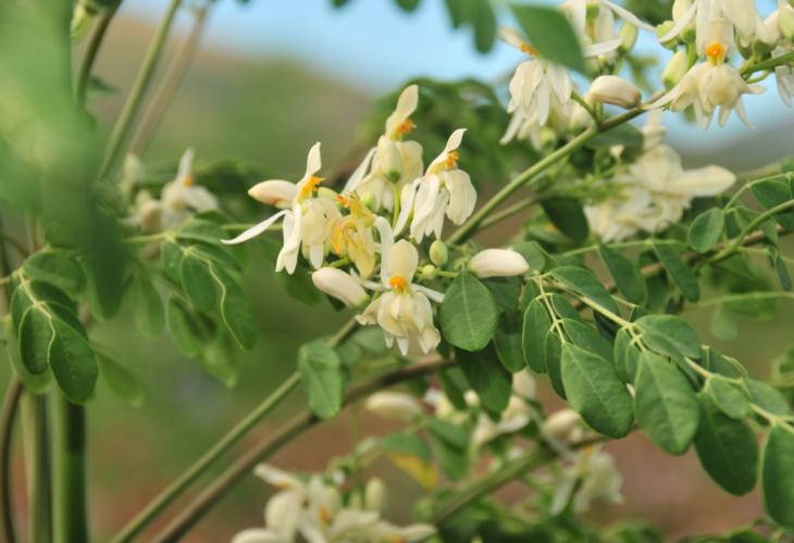fleurs de moringa