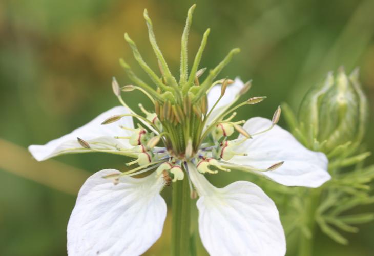 fleur de nigelle