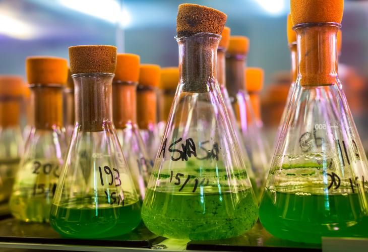 Research on plants at Pierre Fabre