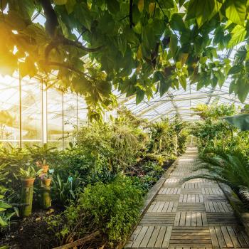 serre du conservatoire botanique Pierre Fabre